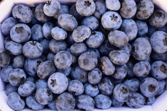 为什么蓝色的水果很少，蓝色并不利于种子的传播