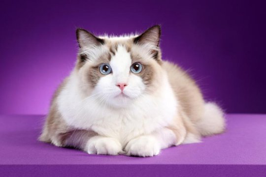 布偶猫价格多少钱一只，认证的布偶猫可能达到十几万
