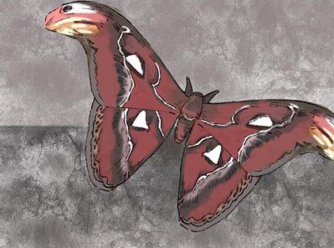双头蛇蝴蝶有毒吗，乌桕大蚕蛾为什么是害虫